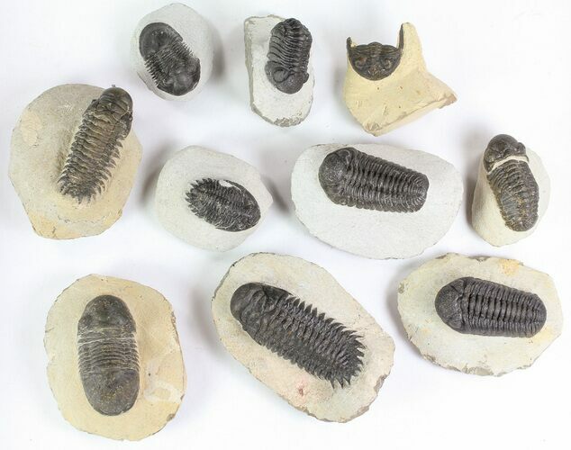 Lot: Assorted Devonian Trilobites - Pieces #76969